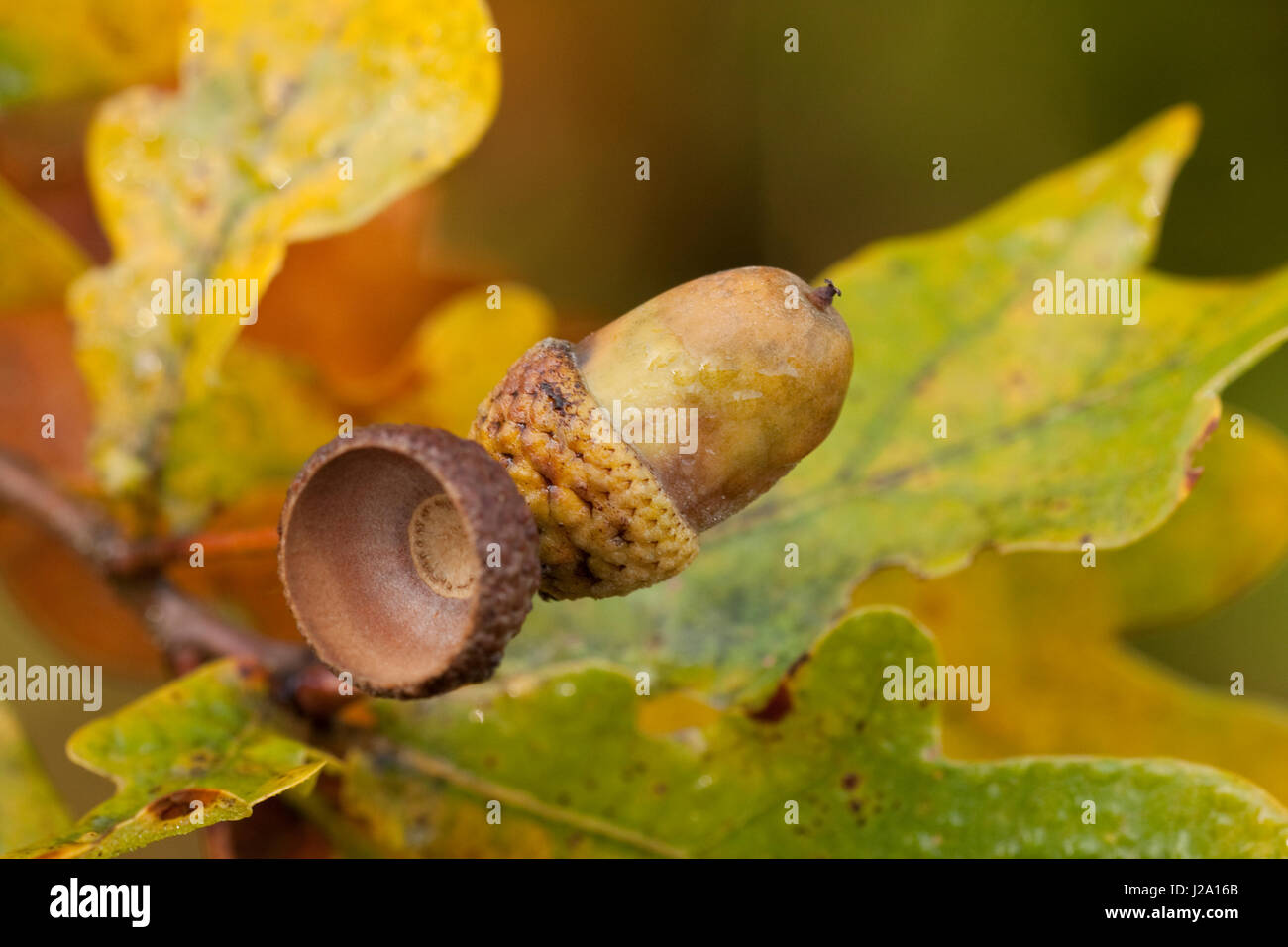 A acorn of apendunculate oak (Quercus robur) Stock Photo