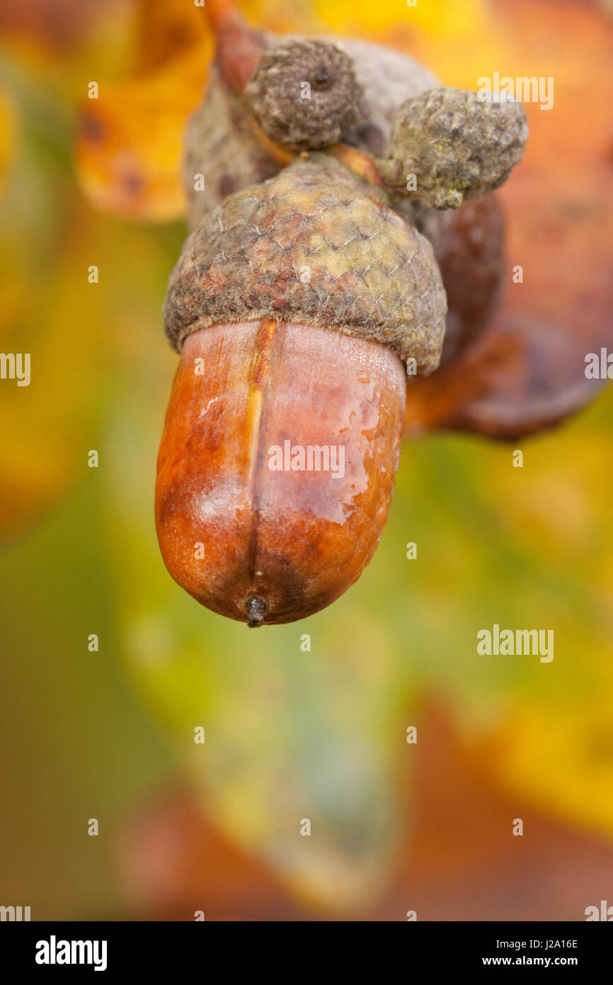 A acorn of apendunculate oak (Quercus robur) Stock Photo