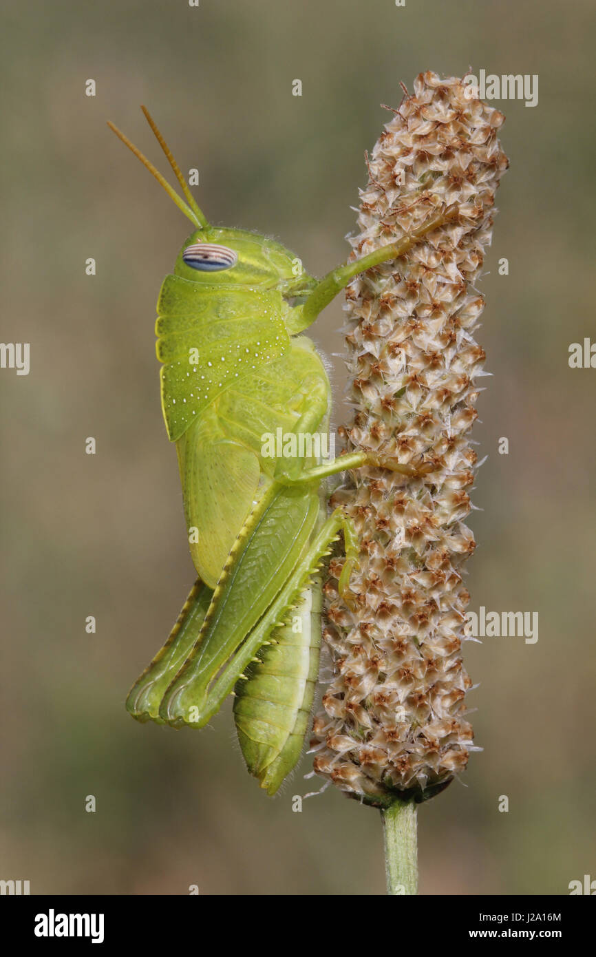 Young Egyptian Locust are bright green. Stock Photo
