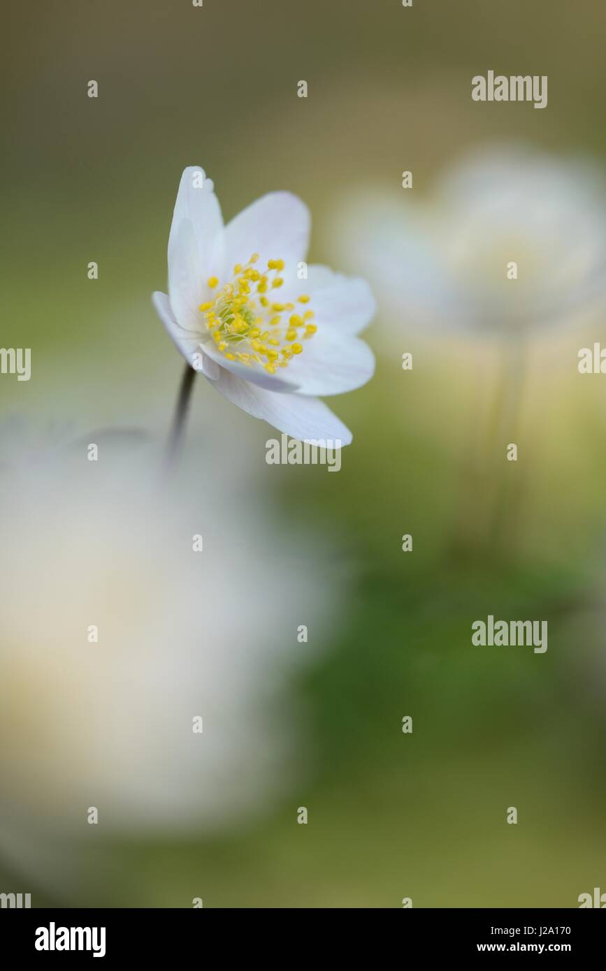 Flowering Wood Anemone Stock Photo