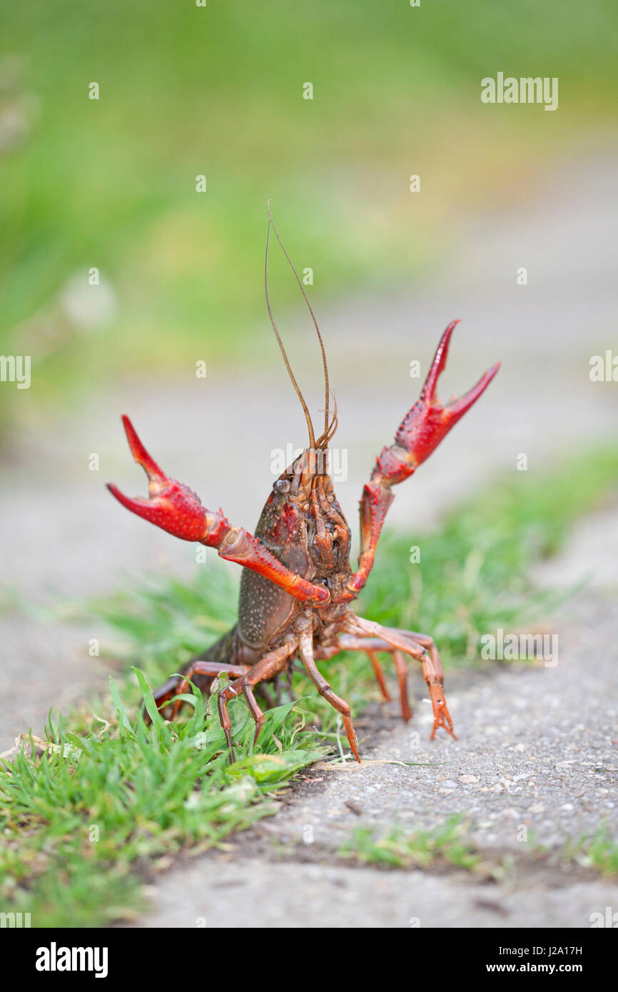 photo of a red swamp crayfish (procambarus clarkii) walking on land looking for new water Stock Photo
