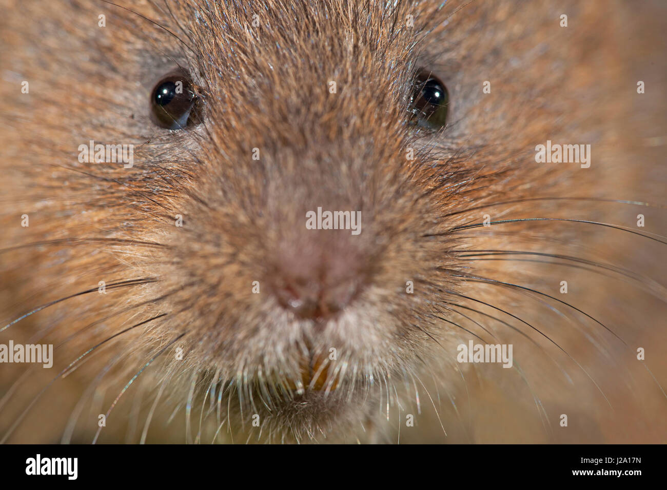 photo of a montane water vole (Arvicola scherman) Stock Photo