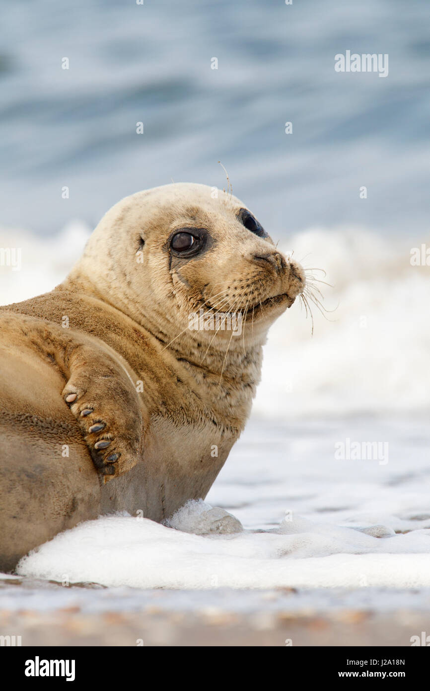 Portrait of a gray seal Stock Photo