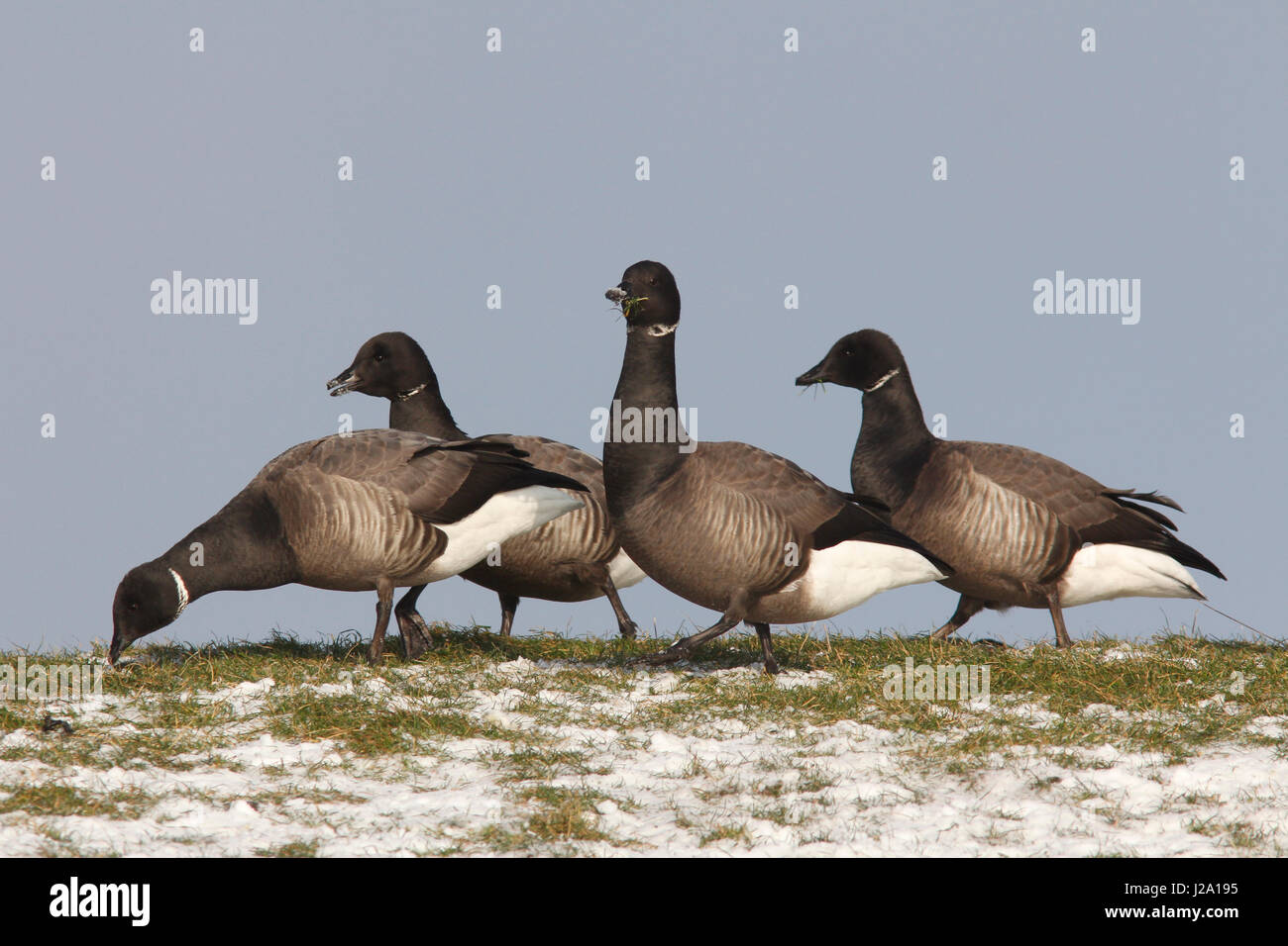 Four Brant geese in a row Stock Photo