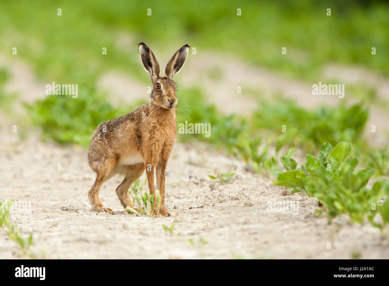 Brown Hare  adult in crop field  Powys, Wales, UK Stock Photo