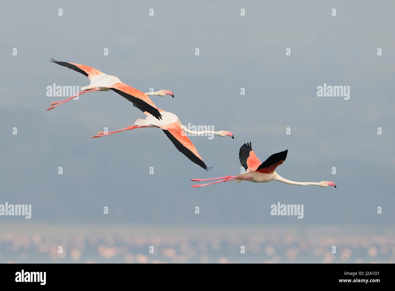 Three greater flamingo flying above Lake Nakuru Stock Photo - Alamy