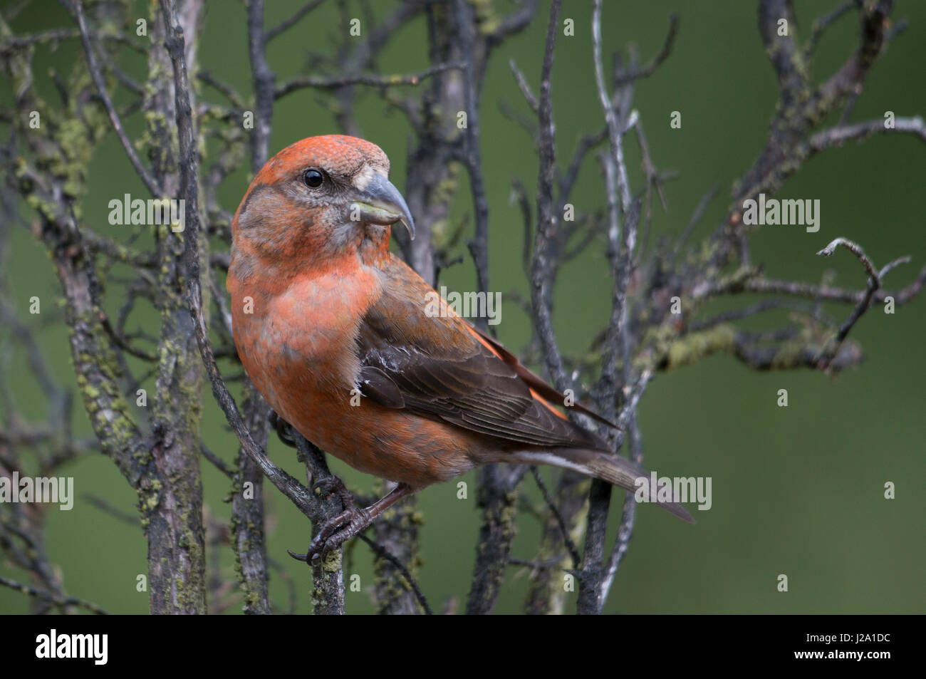 Red Crossbill (Loxia curvirostra) male Stock Photo - Alamy