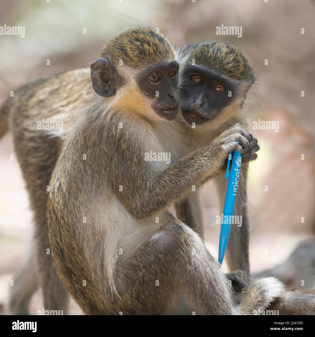 South African Vervet Monkeys with a Unicef pen Stock Photo