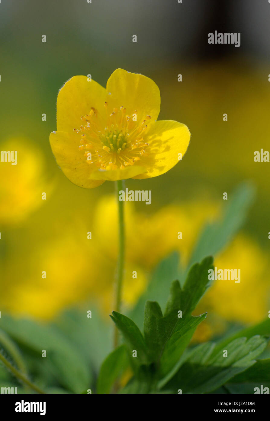 Yellow Anemone in flower Stock Photo