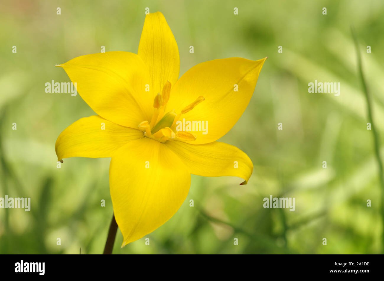 An open flower of Wild tulip in old forest Stock Photo