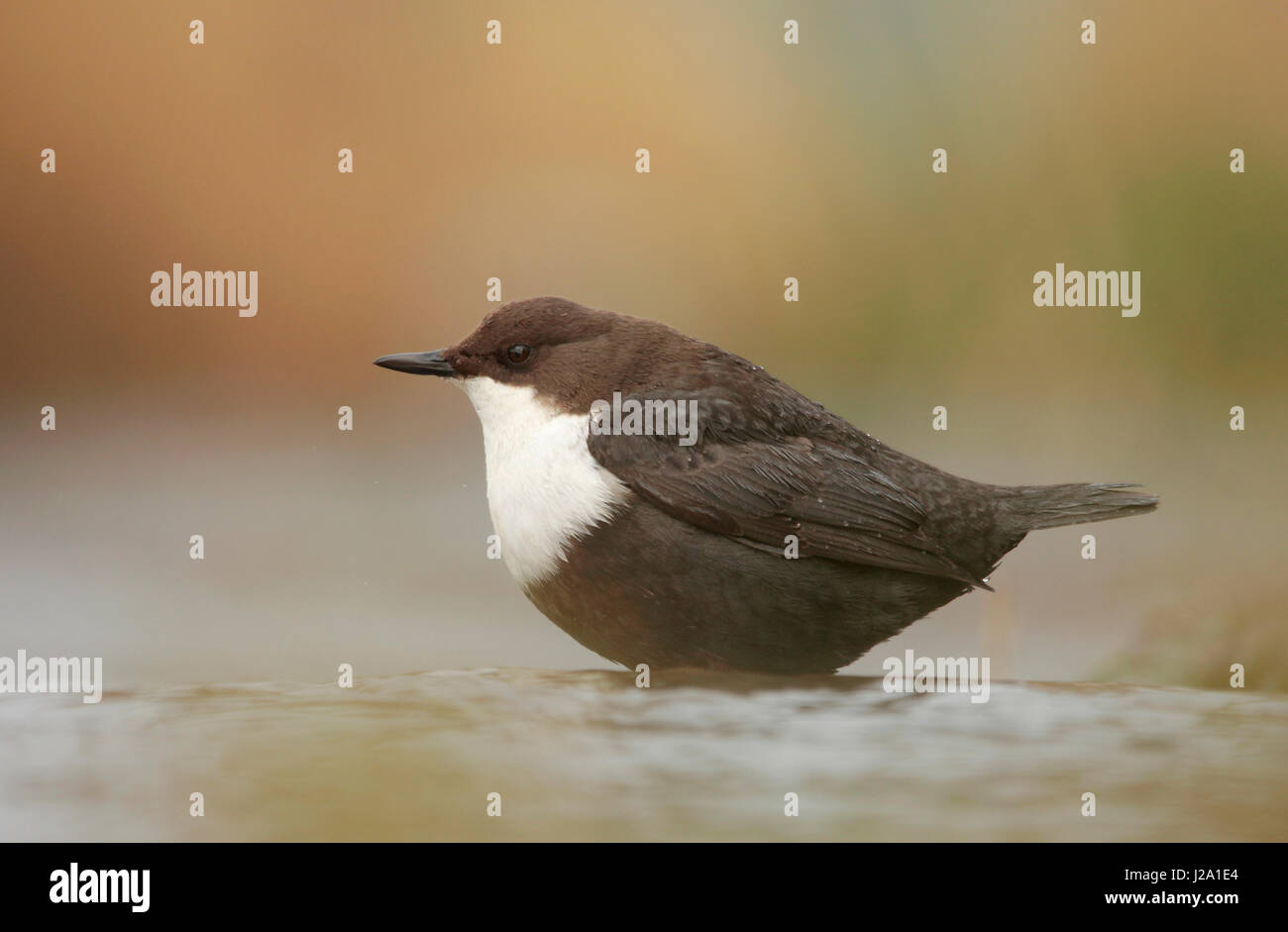 Black-bellied Dipper at a brook. Stock Photo