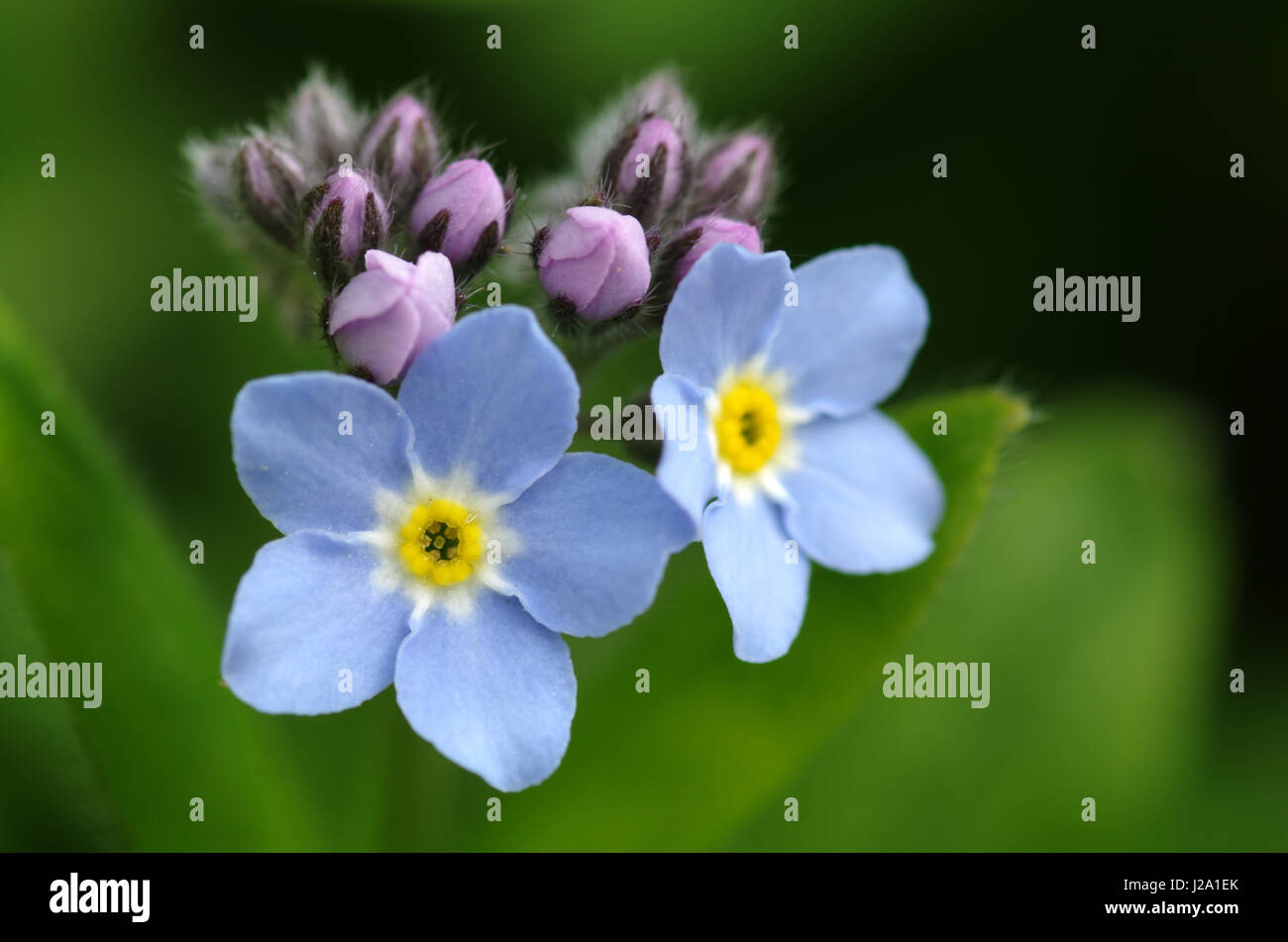 Close up of the flowers of Forget me not Stock Photo