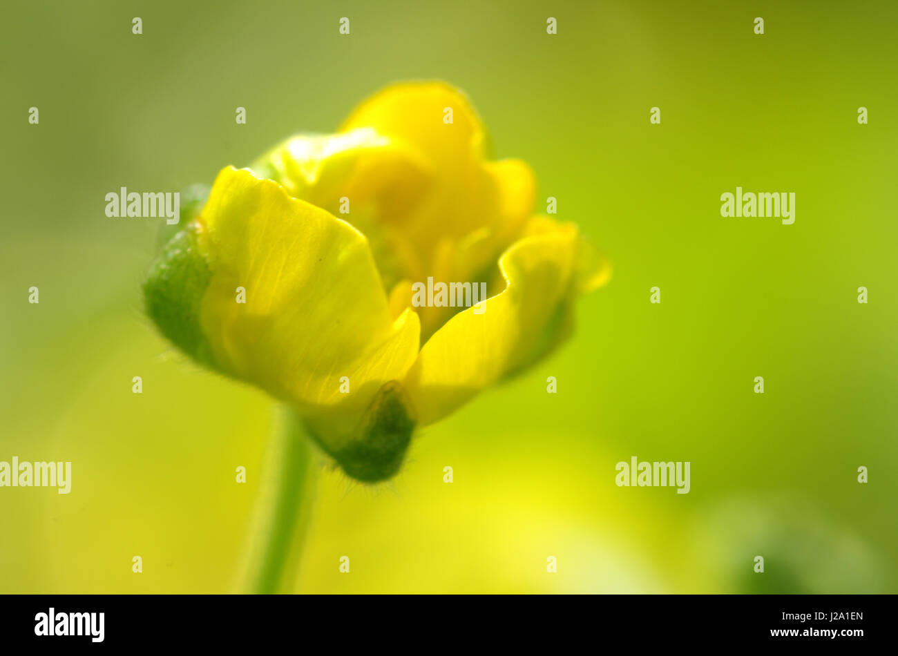 Guilder Buttercup in abstract with dull background Stock Photo