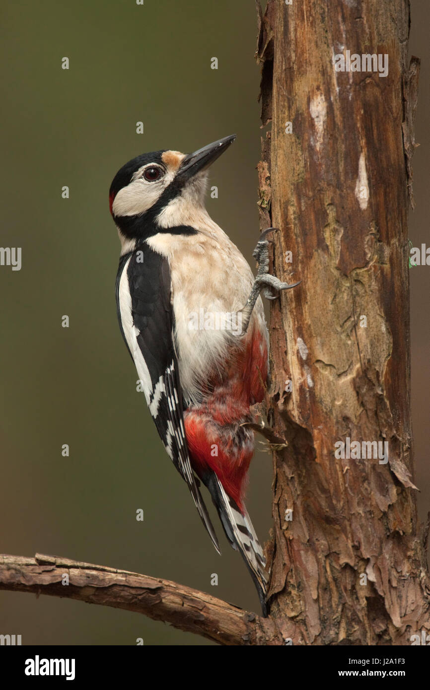 Male Great spotted woodpecker perched on tree Stock Photo