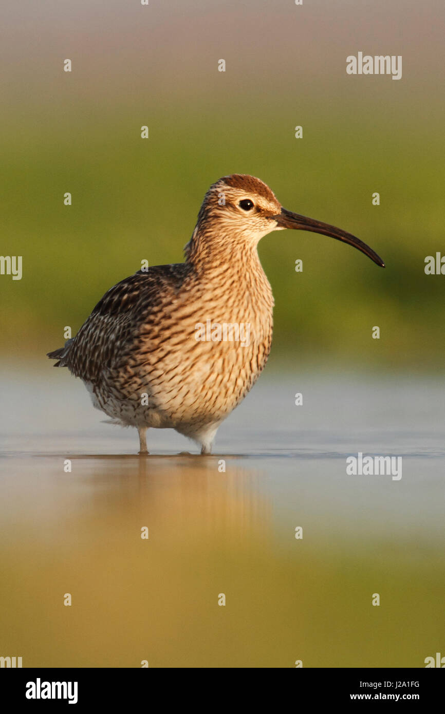 Whimbrel in water in rural area Stock Photo