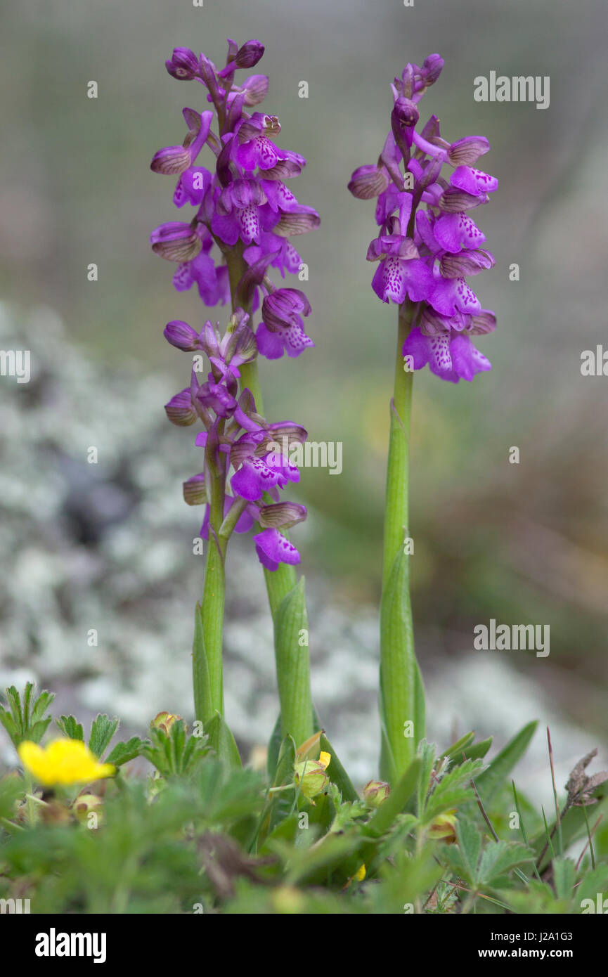 Green-winged orchids Stock Photo