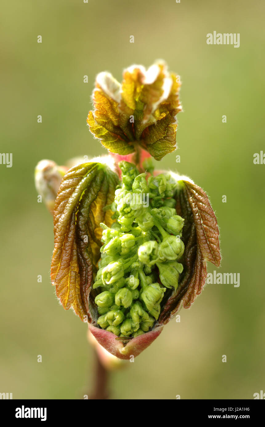 The flared leaves with flower bud of Sycamore Maple in the dunes. The composite bunches as hanging male and female and sterile flowers from the button of Sycamore Maple Stock Photo