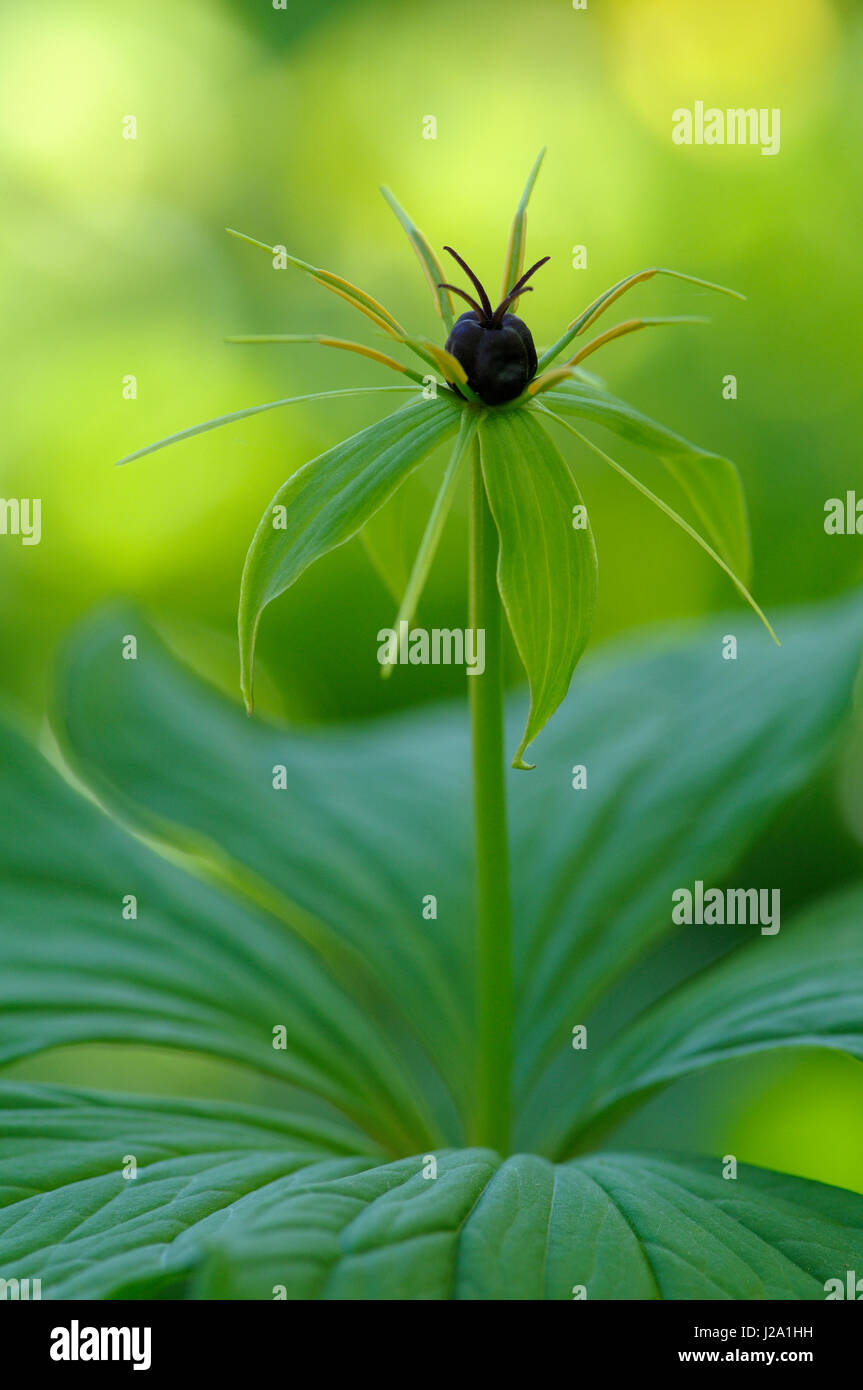 Herb Paris flower in close-up Stock Photo