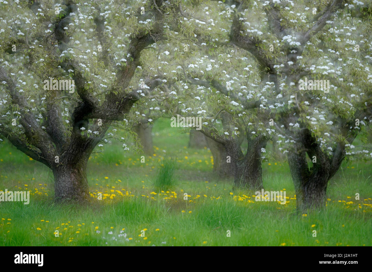 Soft-focus image of an old Pear orchard in blossom Stock Photo