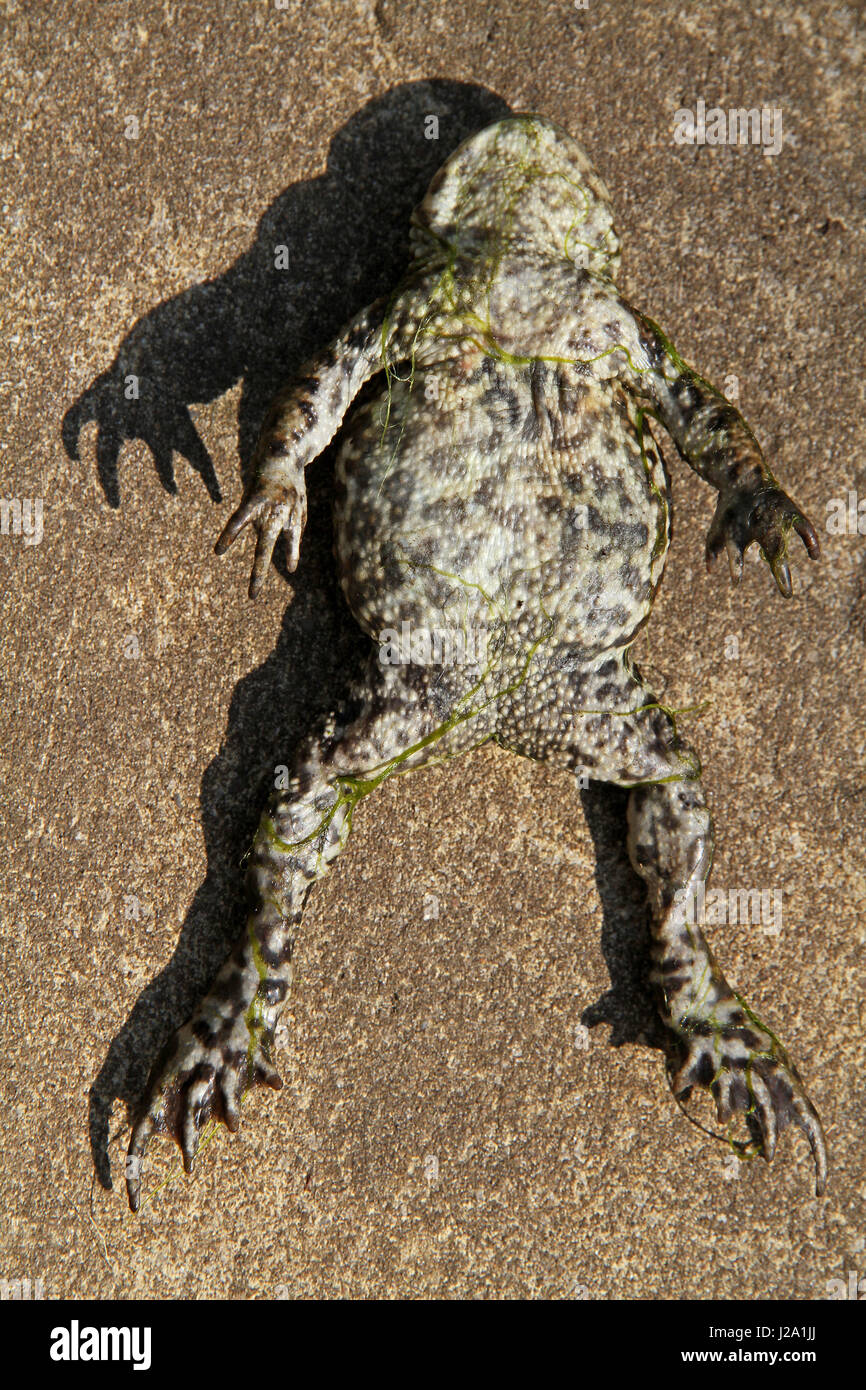 The belly of a dead Common Toad Stock Photo