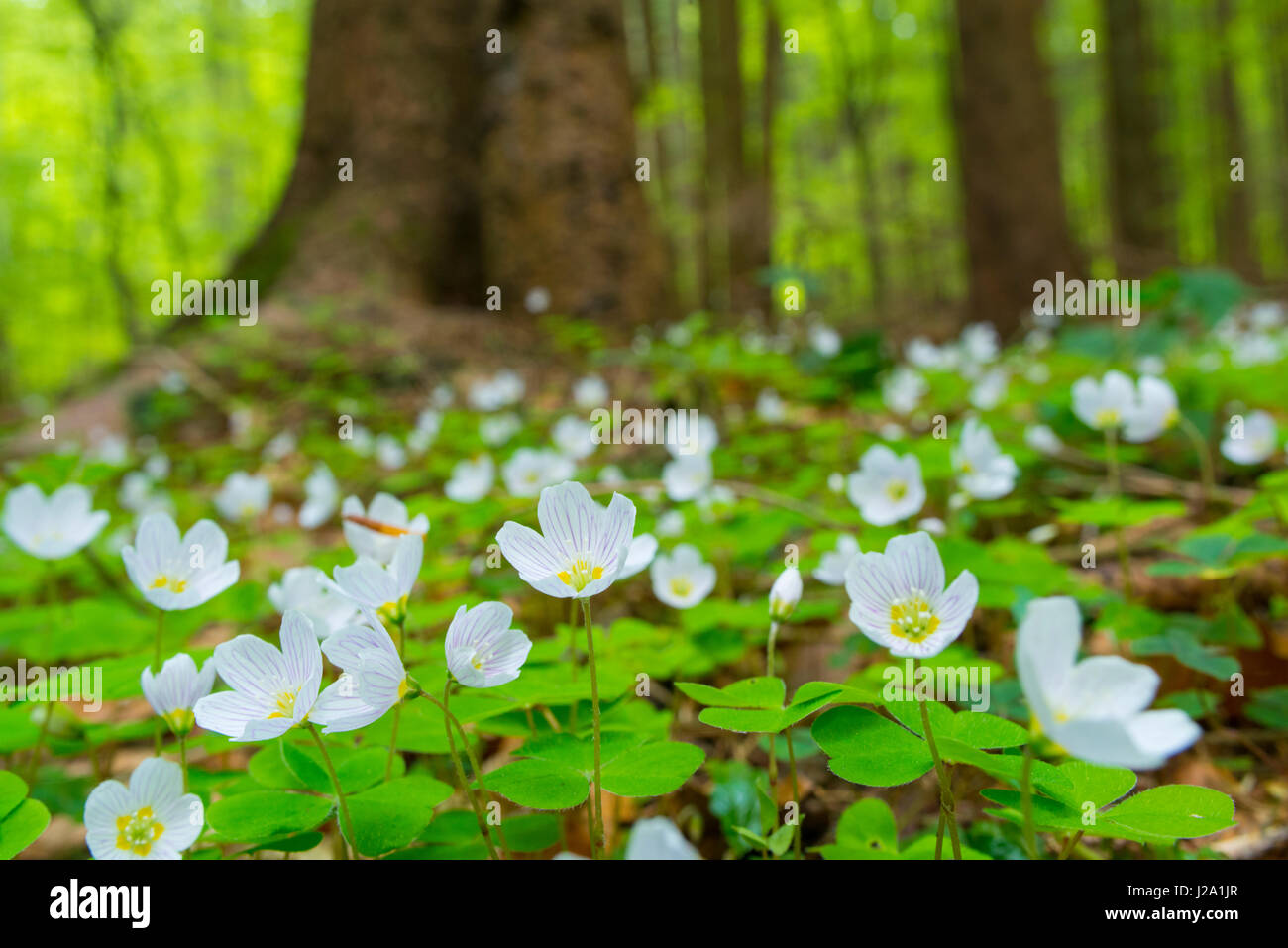 Flowering Wood-sorrel (Oxalis acetosella) Stock Photo