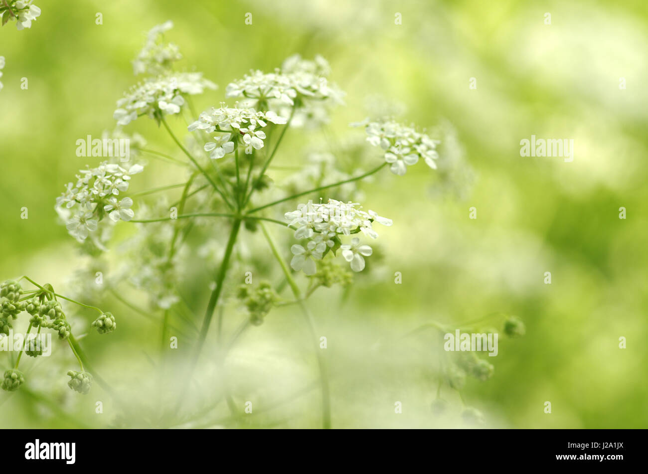 The flowers of Cow Parsley against dreamlike atmosphere Stock Photo