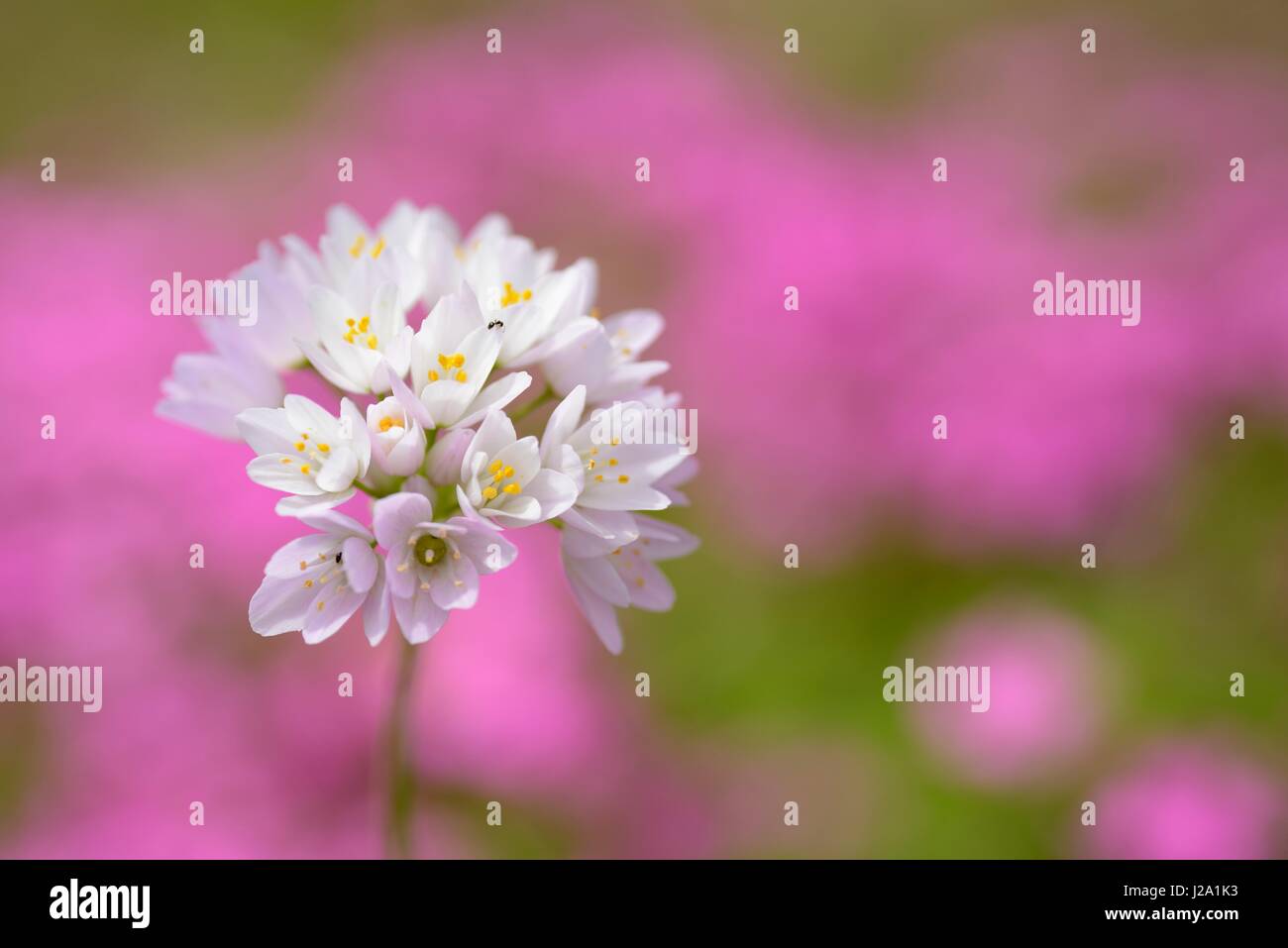 Flowering Rosy Garlic Stock Photo