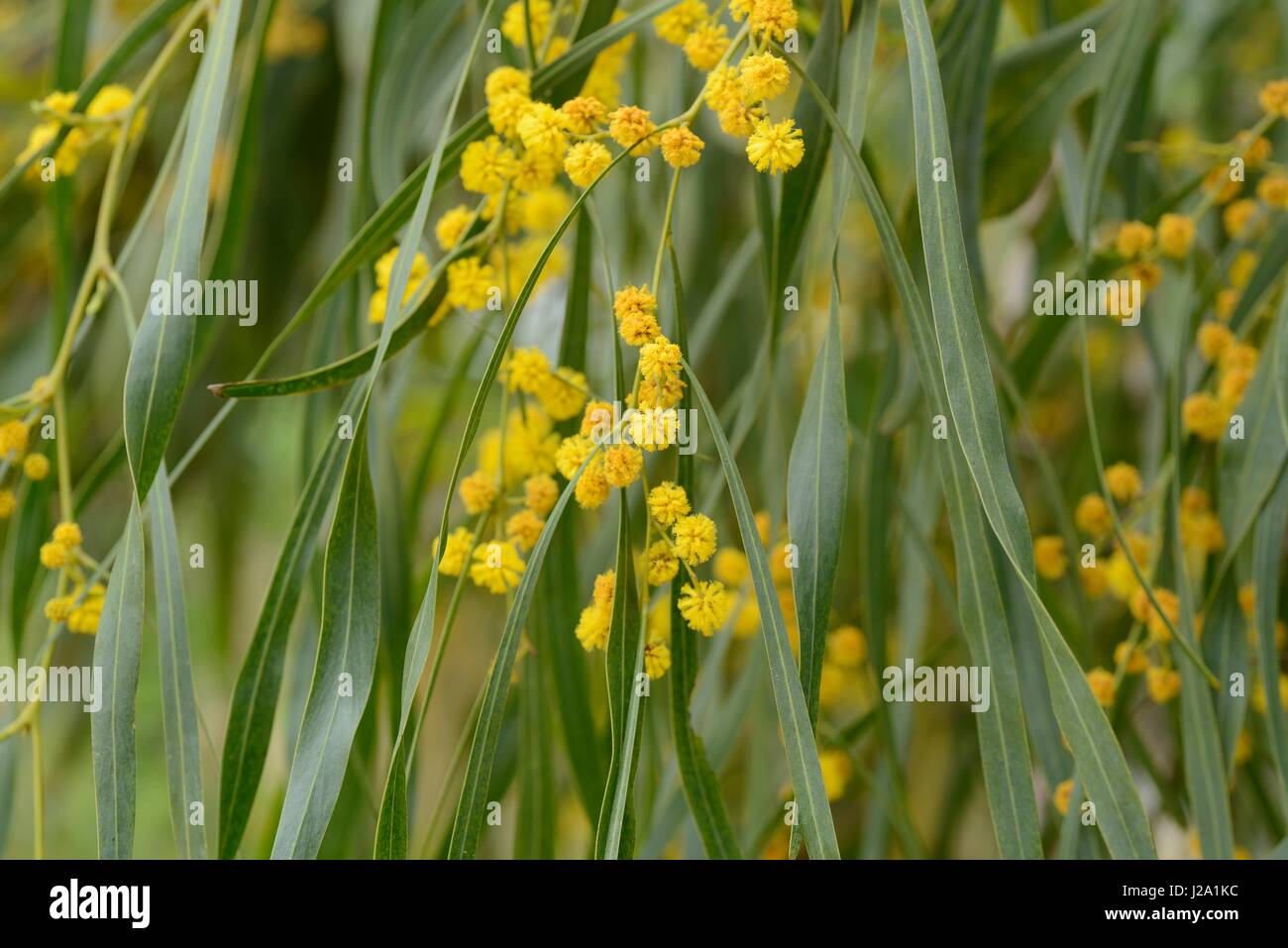 Flowering Orange Wattle Stock Photo