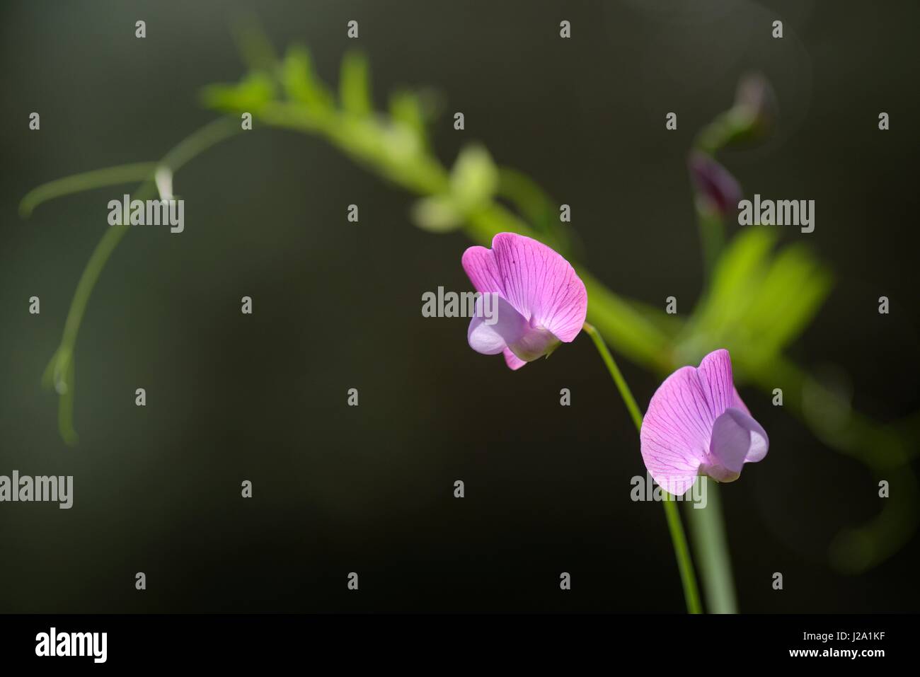 Flowering Lathyrus clymenum Stock Photo