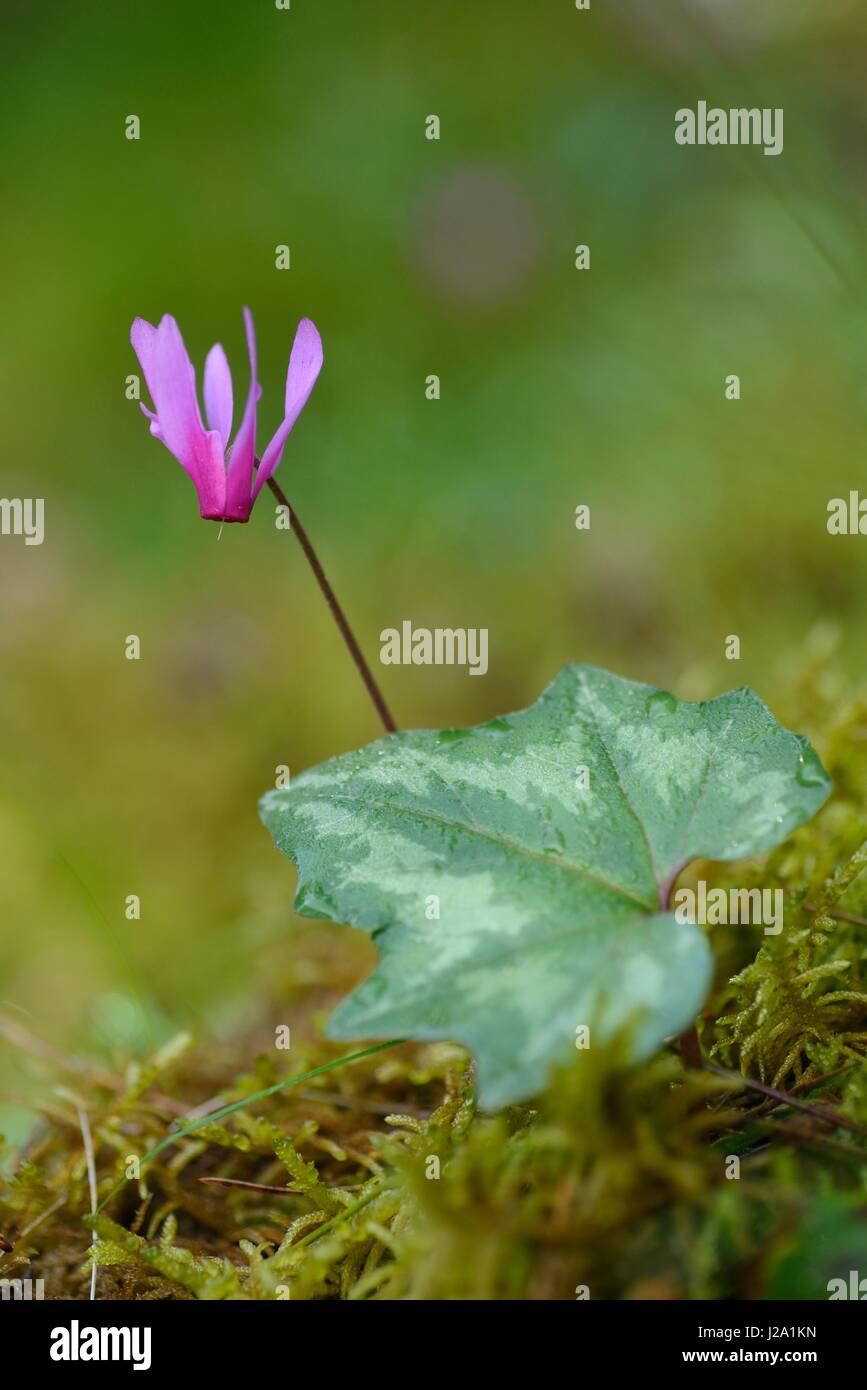 Flowering Spring Sowbread Stock Photo - Alamy