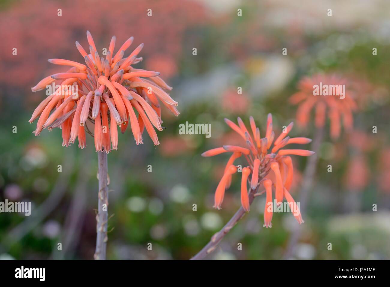 Flowering Soap aloe, a South-African plant naturalized on Corsica Stock Photo