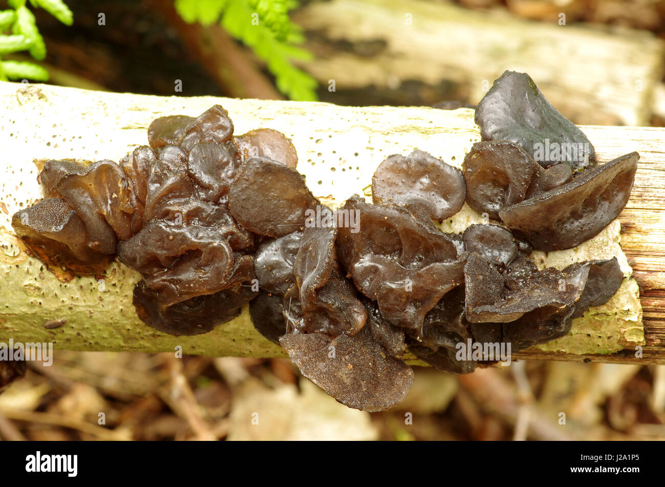 Witches' Butter Stock Photo