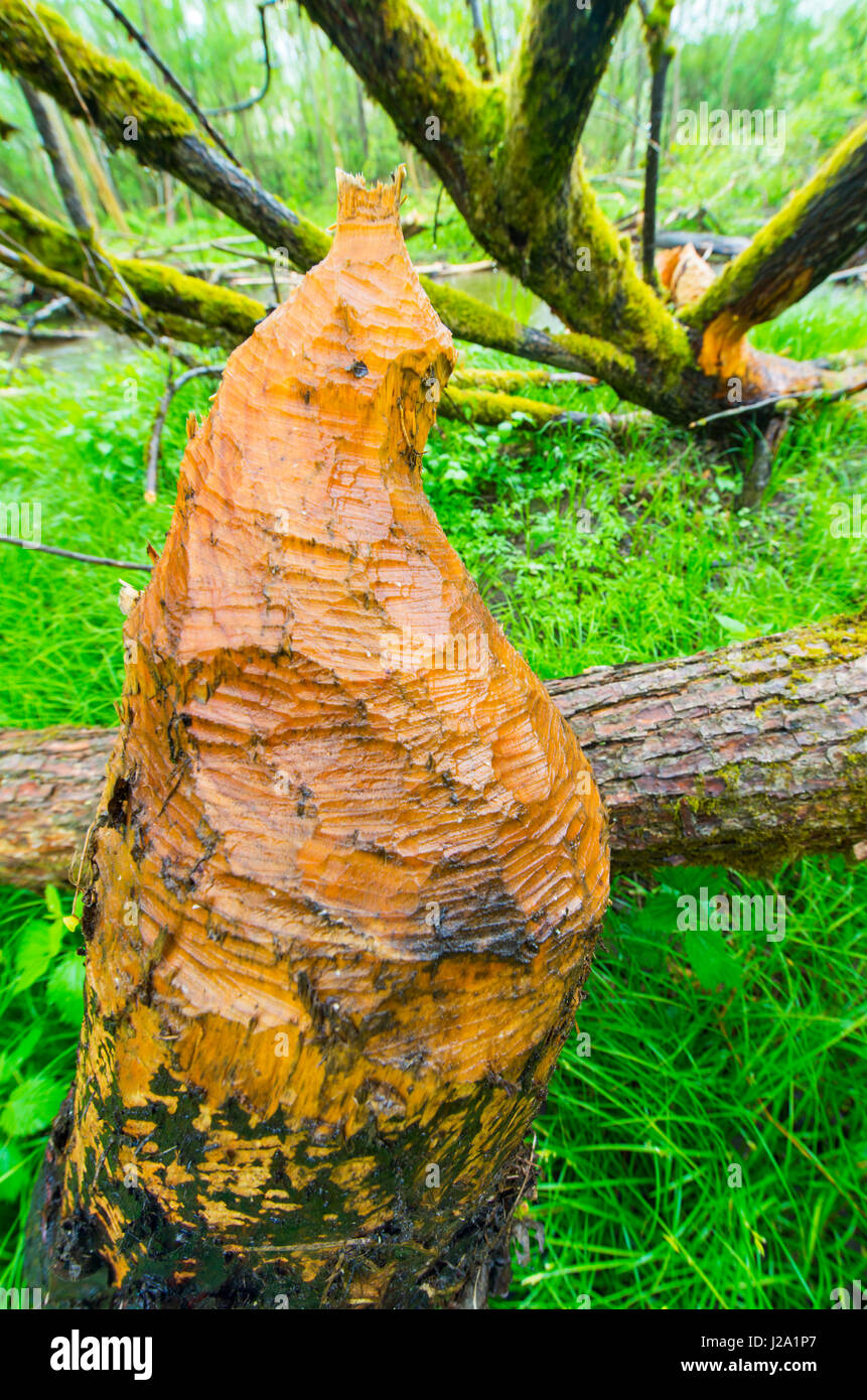 beaver signs in an alder forest Stock Photo