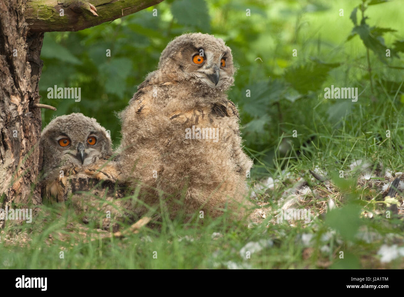 Juvenile eurasian eagle owls on nest Stock Photo
