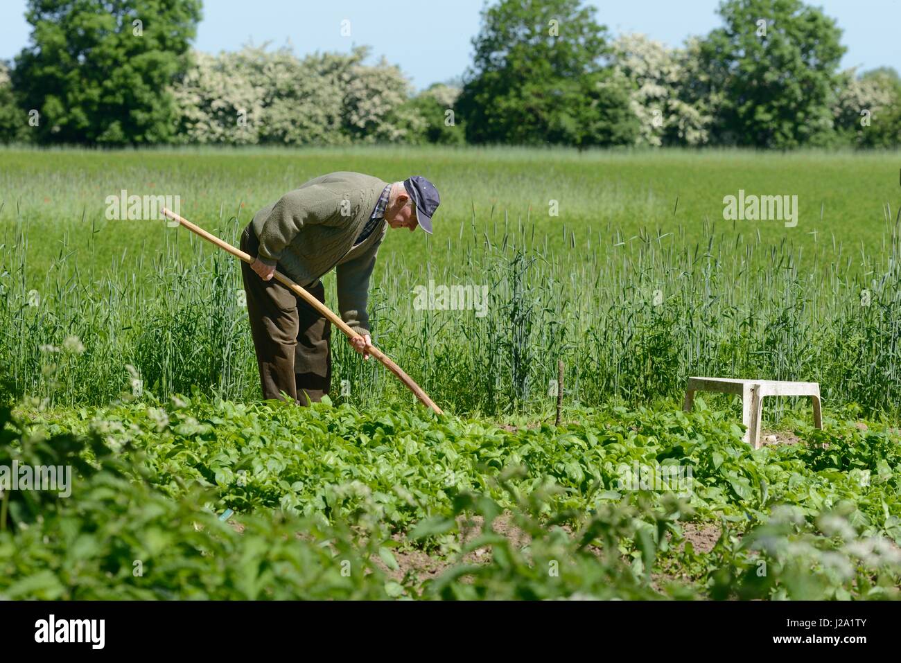 Farmer is working in his kitchen garden Stock Photo