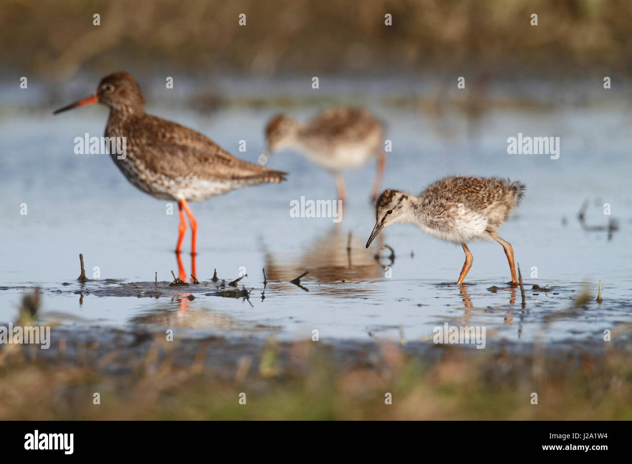 Common redshank with two chicks foraging in wetland in rural area Stock Photo