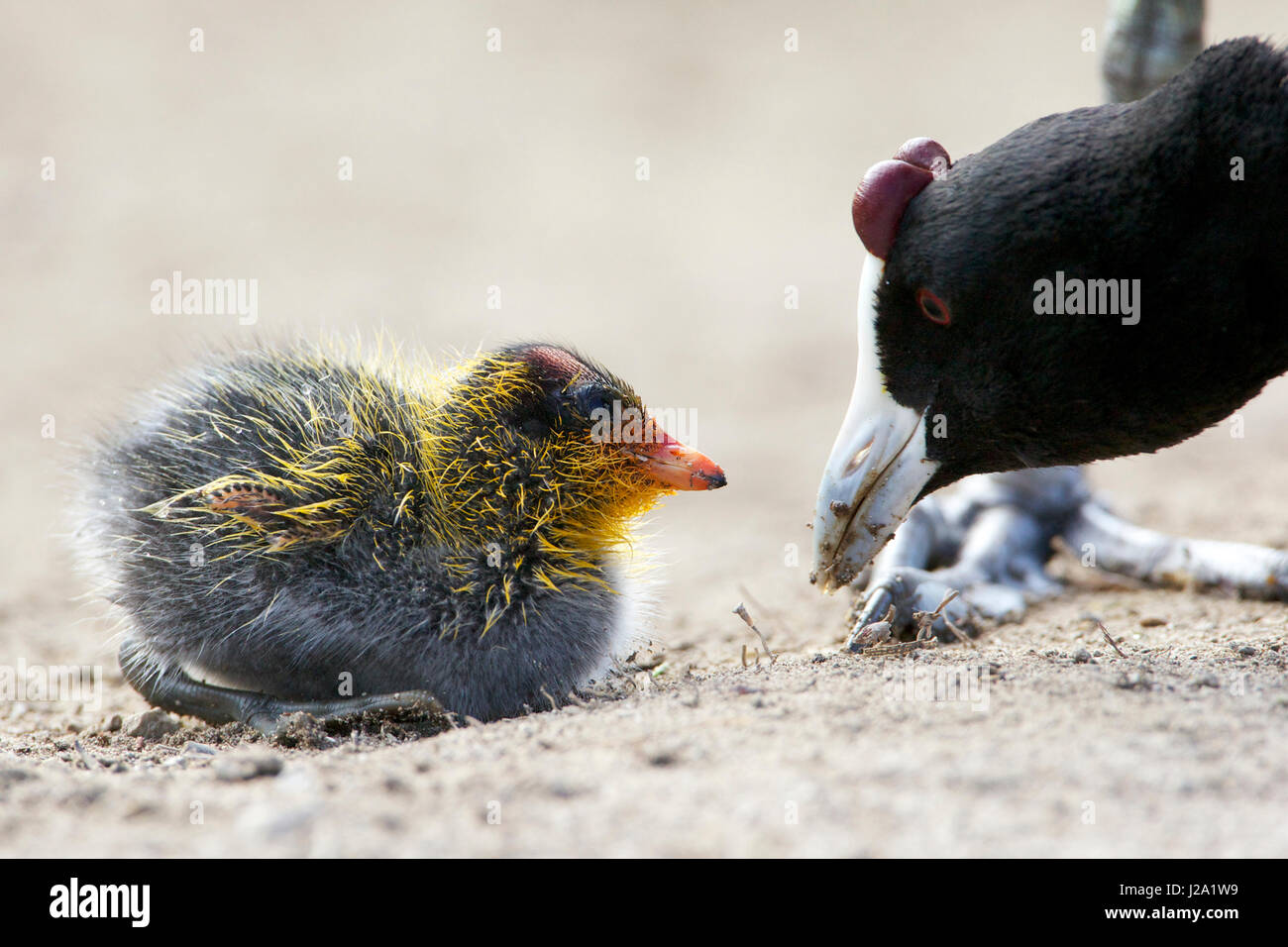 A crested coot with chick Stock Photo