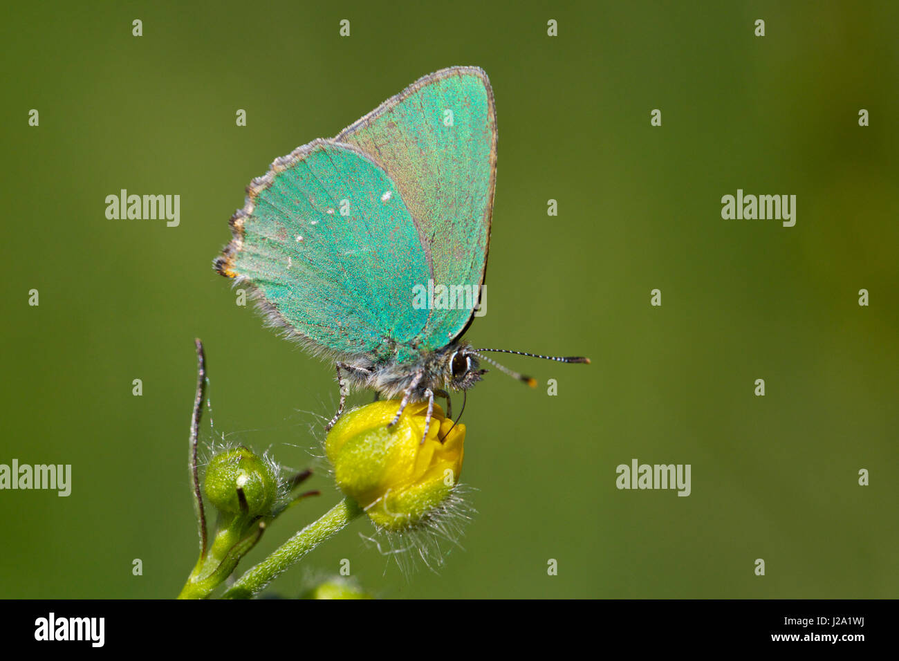 A green hairstreak on a hairy buttercup Stock Photo