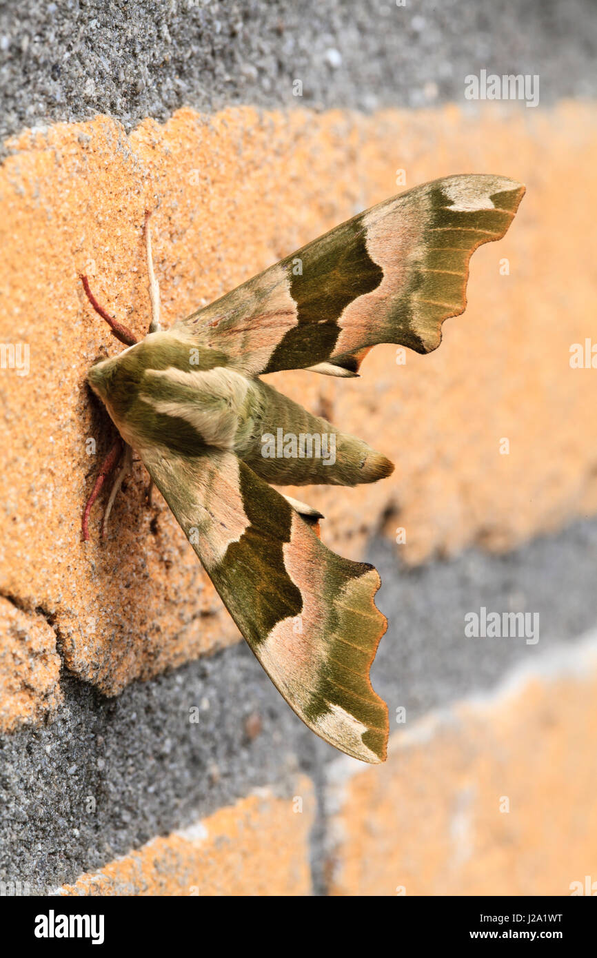 Lime Hawk-moth (Mimas tiliae) resting on a brick wall. Stock Photo