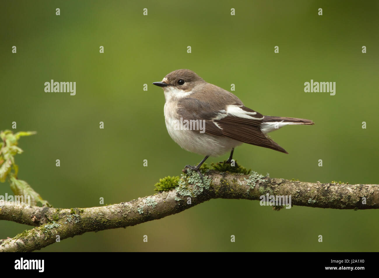 European pied flycatcher perched on branch with moss Stock Photo