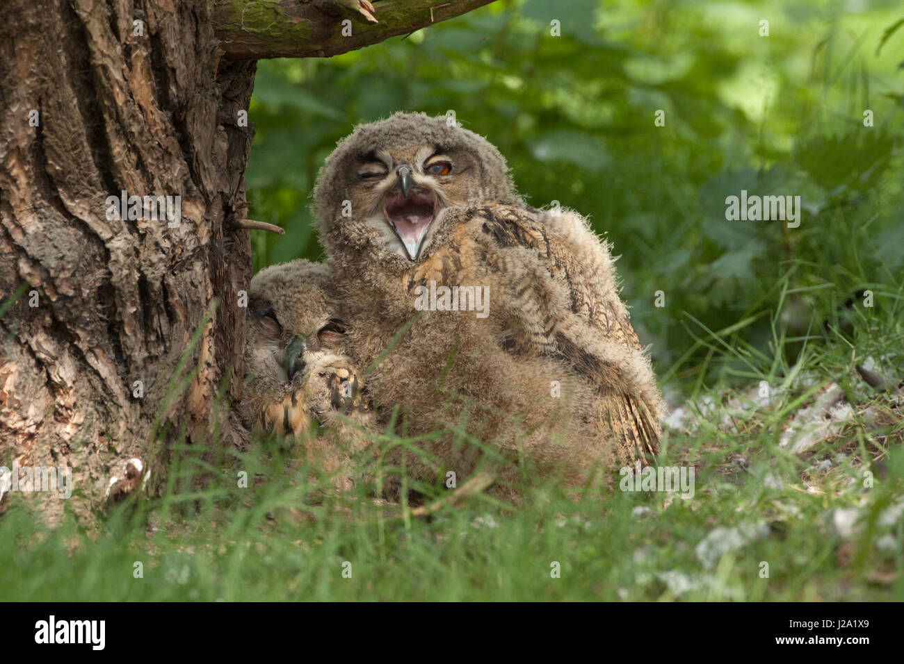 Juvenile Eurasian Eagle owls on nest Stock Photo