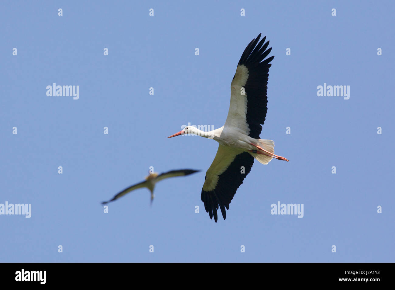 Two White Storks in flight Stock Photo
