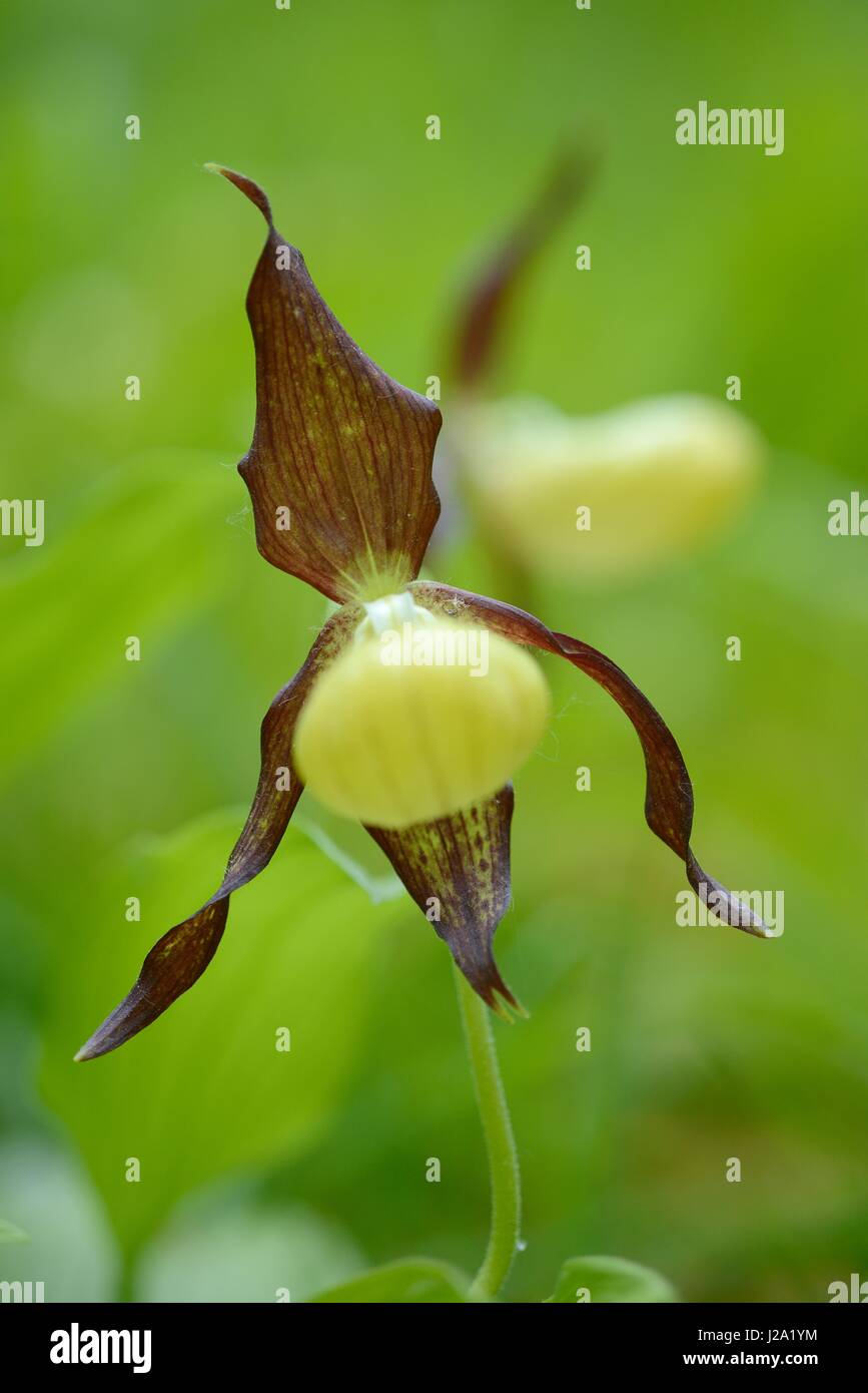 Flowering Lady's-slopper orchid, europes largest orchid. Stock Photo