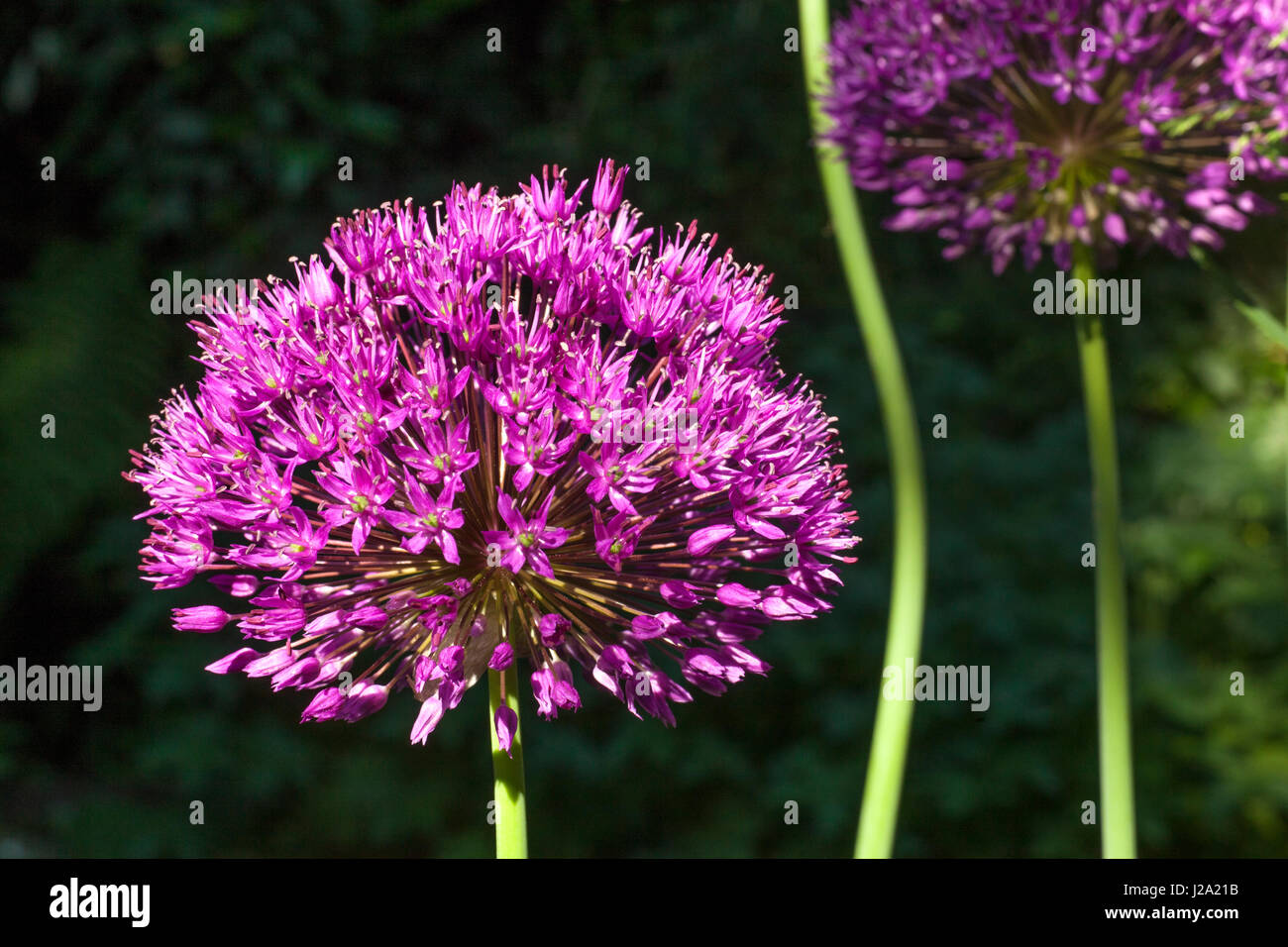 Flowering onion in a garden Stock Photo