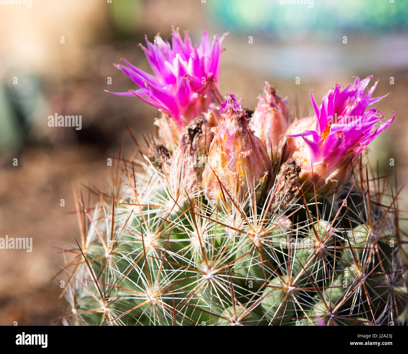 Pincusion cactus (Coryphantha Vivpara) Stock Photo