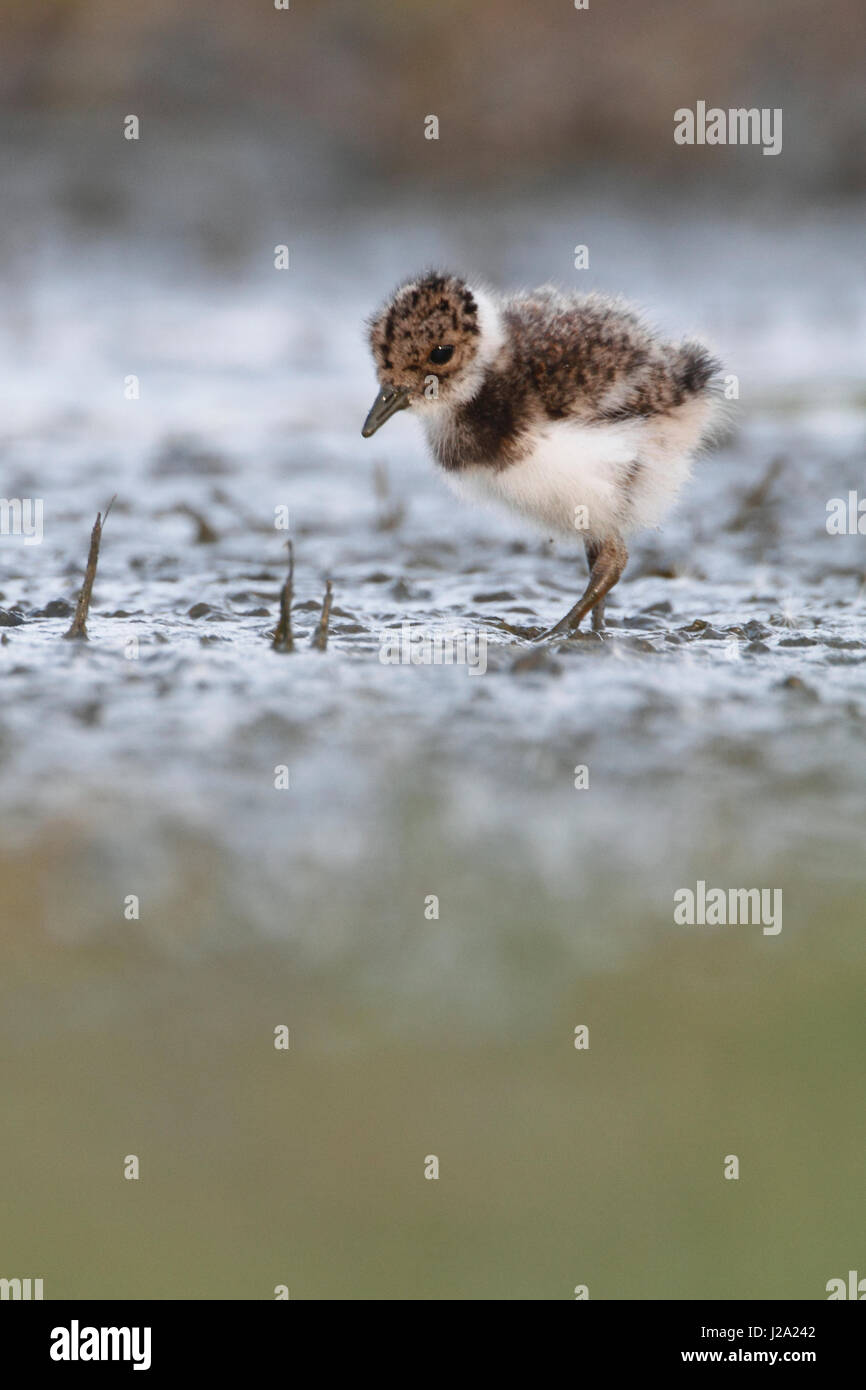 Chick of a northern lapwing foraging in wet land on farmers land Stock Photo
