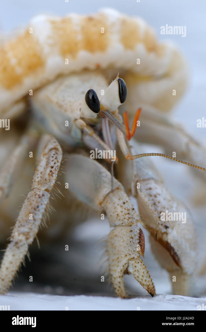 Hermit Crab sp. Coenobita rugosus in close-up Stock Photo