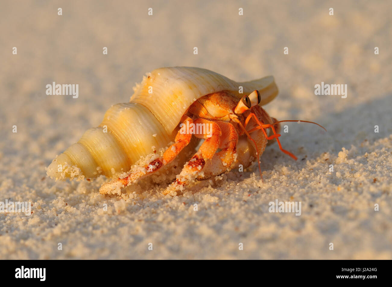 Close-up image of the Strawberry Hermit Crab Stock Photo