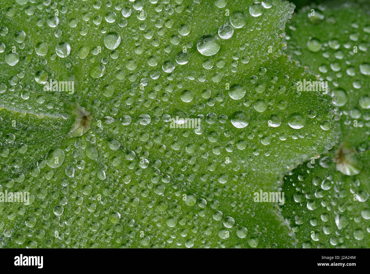 Raindrops on Lady's Mantle leaves Stock Photo