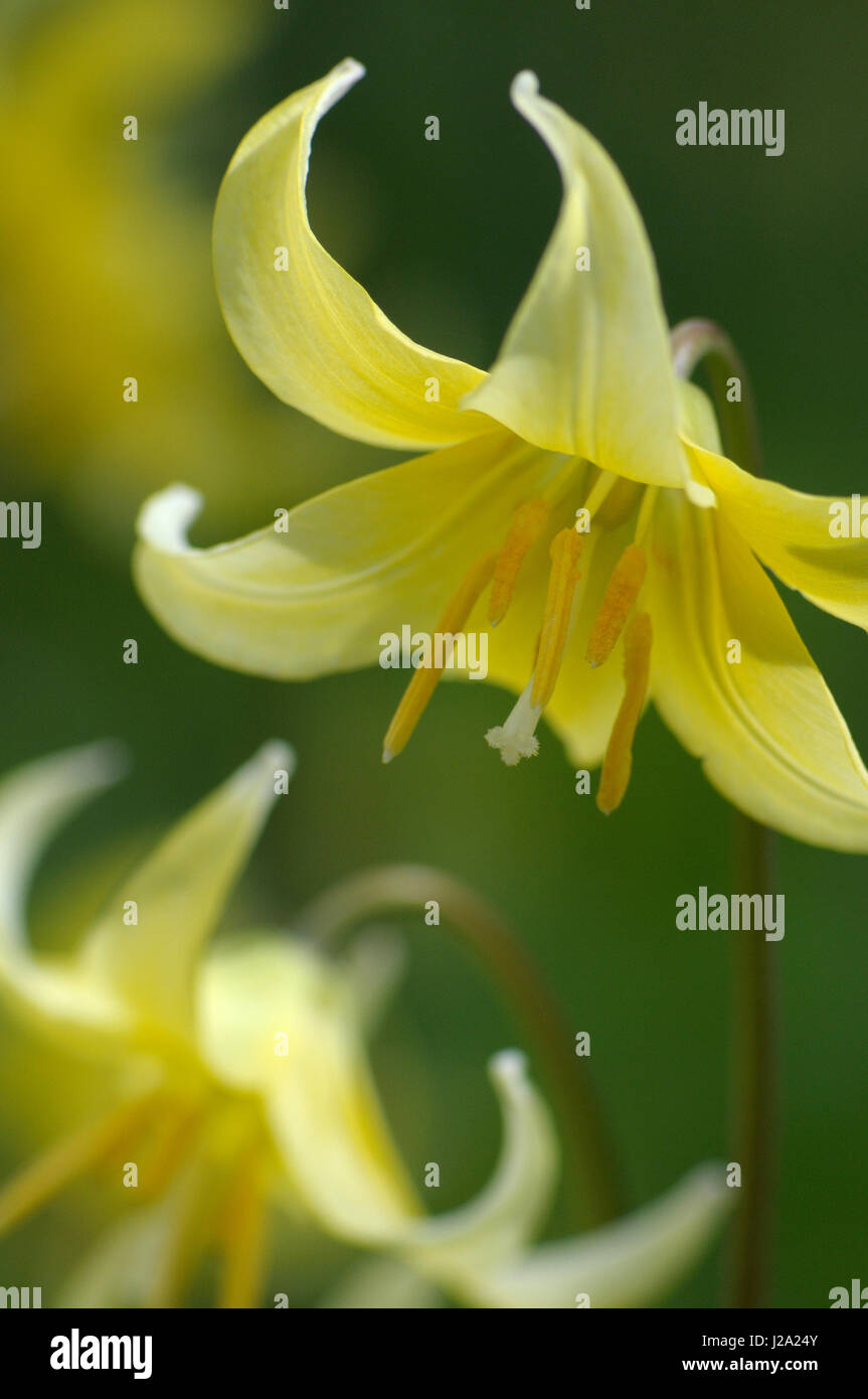 Tuolumne Fawn Lily in flower Stock Photo